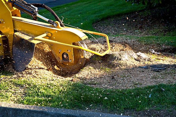 The Steps Involved in Our Tree Care Process in Estill, SC